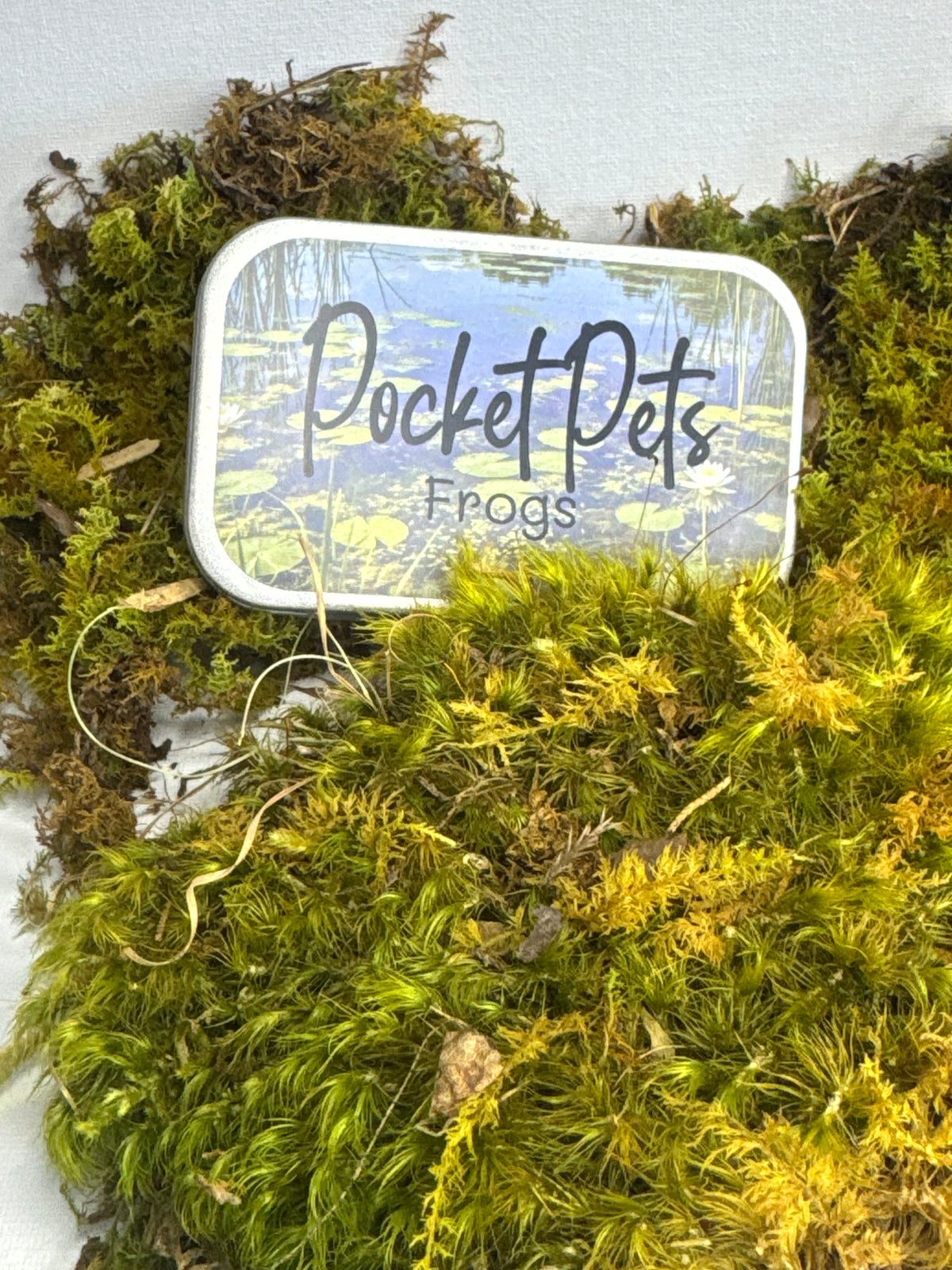 Frog Pocket Pet Set