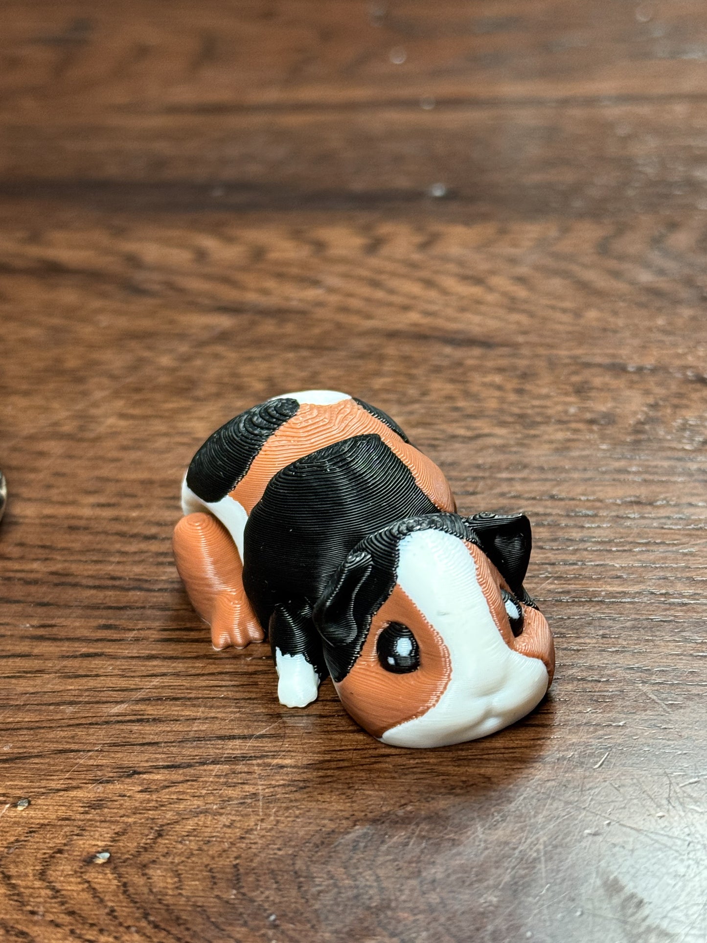 Guinea pig