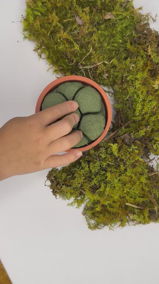 Mossy Click & Spin